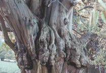 Meet some veteran Forest residents...