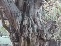 Meet some veteran Forest residents...