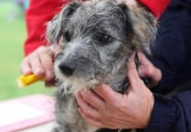 Free dog microchipping events in the Forest