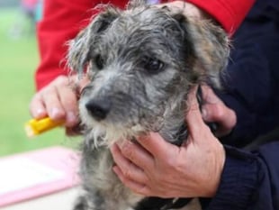 Free dog microchipping events in the Forest