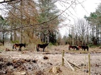 Ponies at Edgehills