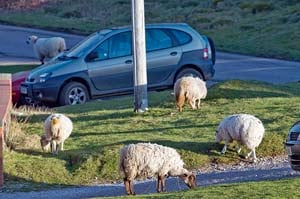 300 complaints about sheep
