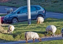 300 complaints about sheep