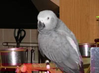 Couple offer reward for missing parrot