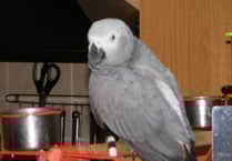 Couple offer reward for missing parrot