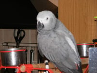 Couple offer reward for missing parrot