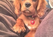 The winner of the precious pets competition is announced