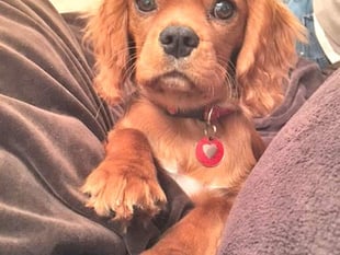 The winner of the precious pets competition is announced