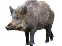 Boar action 'is needed'