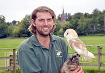 Swift action saves barn owl’s life