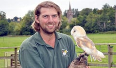 Swift action saves barn owl’s life