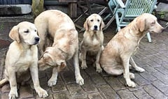 Mystery over dumped dogs