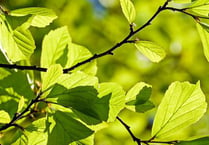 Tree feller told  to replant wood