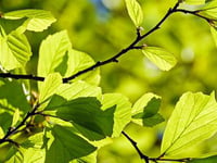 Tree feller told  to replant wood