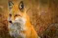 Five face fox cub ‘killing’ charges