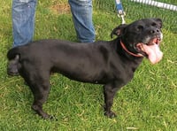 Dog owner banned  for animal cruelty