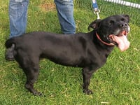 Dog owner banned  for animal cruelty