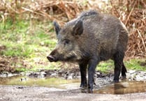Boar numbers fall – but have they just wandered off?
