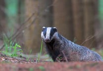 ‘Badger baiting’ dogs are seized