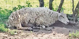 Sheep suffer as it hits 31 degrees