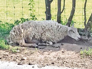 Sheep suffer as it hits 31 degrees