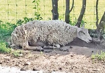 Sheep suffer as it hits 31 degrees