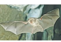 Kymin resident loses bid to lift bat protection ban on external lighting
