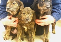 RSPCA launches appeal after pups found abandoned