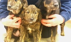 RSPCA launches appeal after pups found abandoned