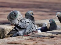 Pigeons in the firing line