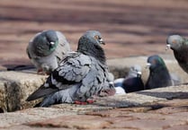 Pigeons in the firing line