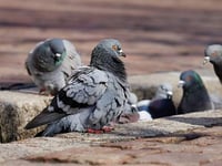 Pigeons in the firing line