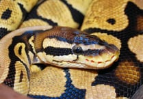 Escaped python was ‘not danger’