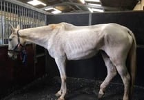 Horse cruelty duo told to pay £1,810