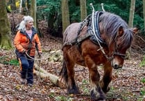 Horse logging makes comeback