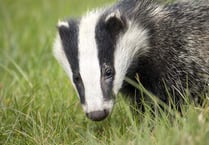 Pit fall badger saved from firing range