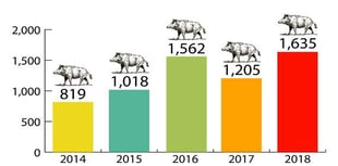 Boar numbers up