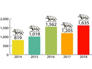 Boar numbers up