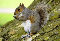 Warning to climbers after squirrels ‘gnaw at ropes’