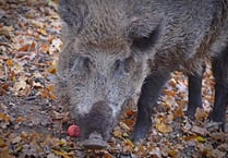 Boar cull ‘killing field’ claim