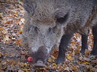 Boar cull ‘killing field’ claim