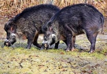 Boar population ‘holding steady’