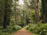 Climate threat to Forest oaks