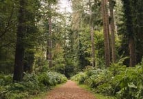 Climate threat to Forest oaks