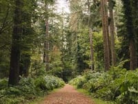 Climate threat to Forest oaks