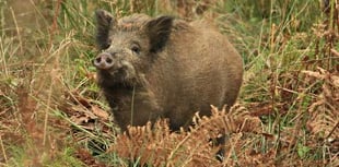 Two arrested over 2am dead boar discovery