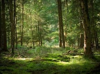 Locals asked for views on protected status for Forest