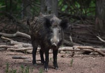Researchers say boar pose threat to biodiversity