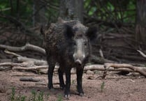 Researchers say boar pose threat to biodiversity