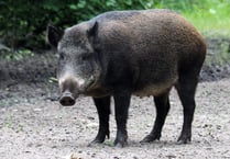 Reduction in numbers of boar in the Forest